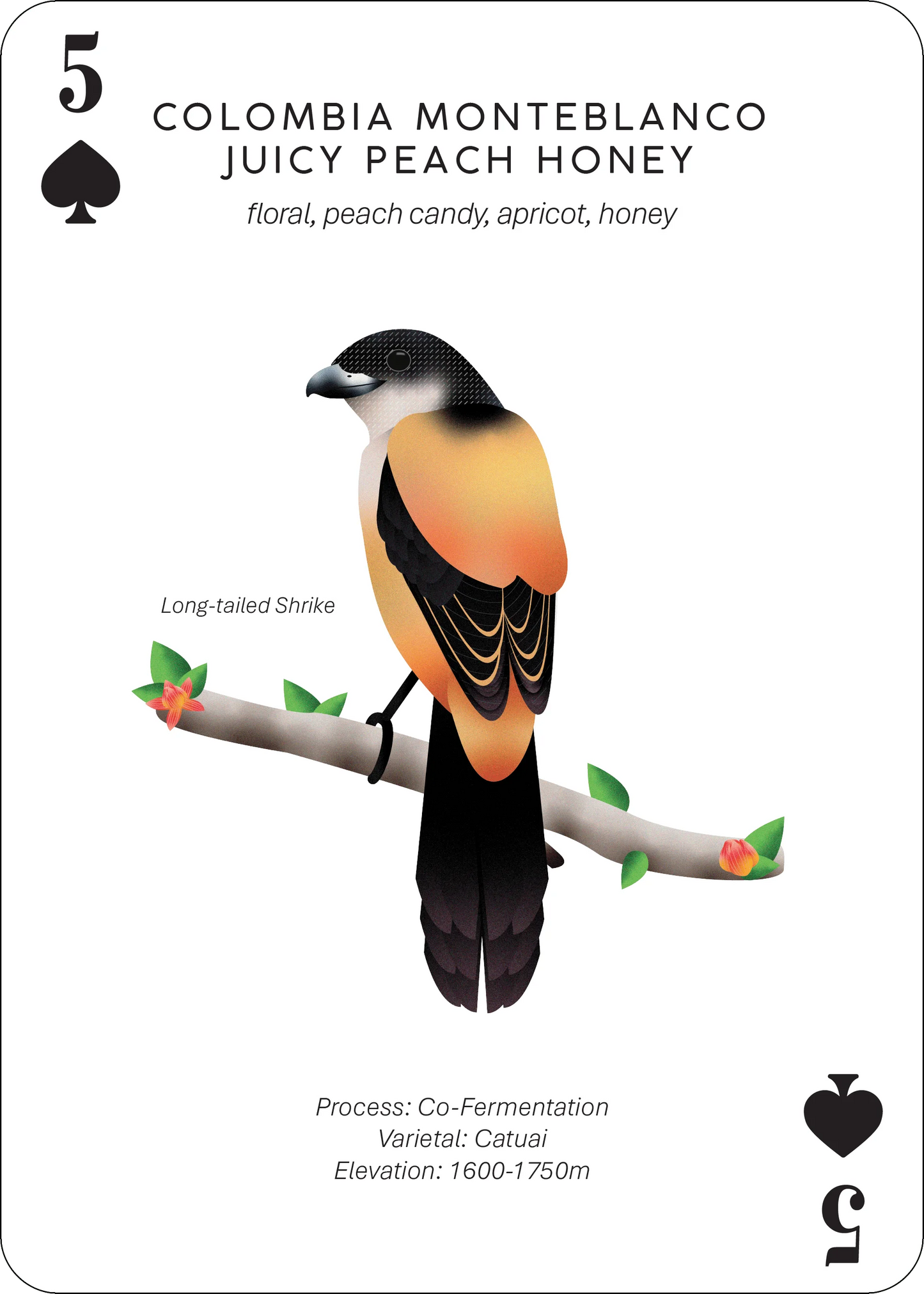 Colombia Monteblanco Juicy Peach Honey