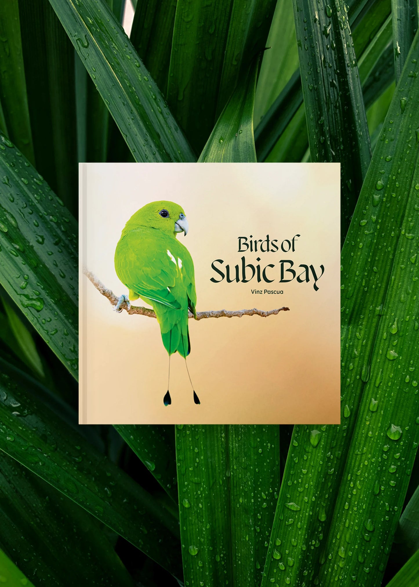 Birds of Subic Bay