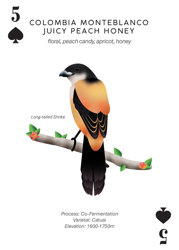 Colombia Monteblanco Juicy Peach Honey