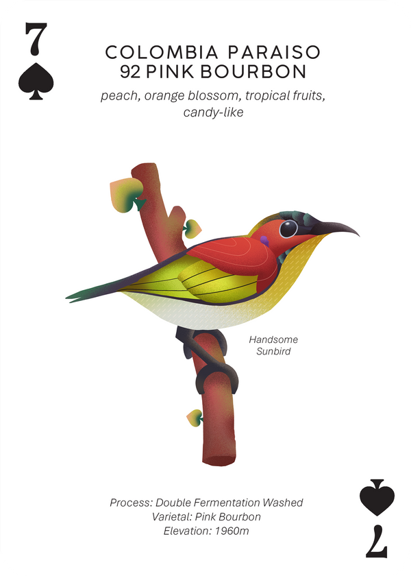 Colombia Paraiso 92 Pink Bourbon