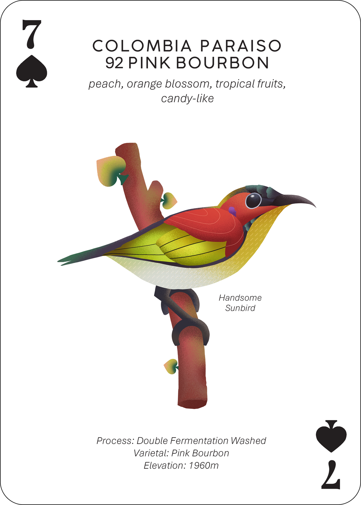 Colombia Paraiso 92 Pink Bourbon